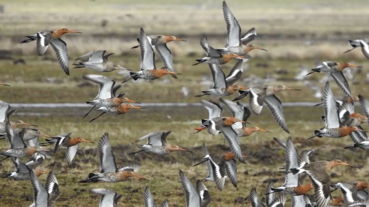 2019 03 07 vogels grutto