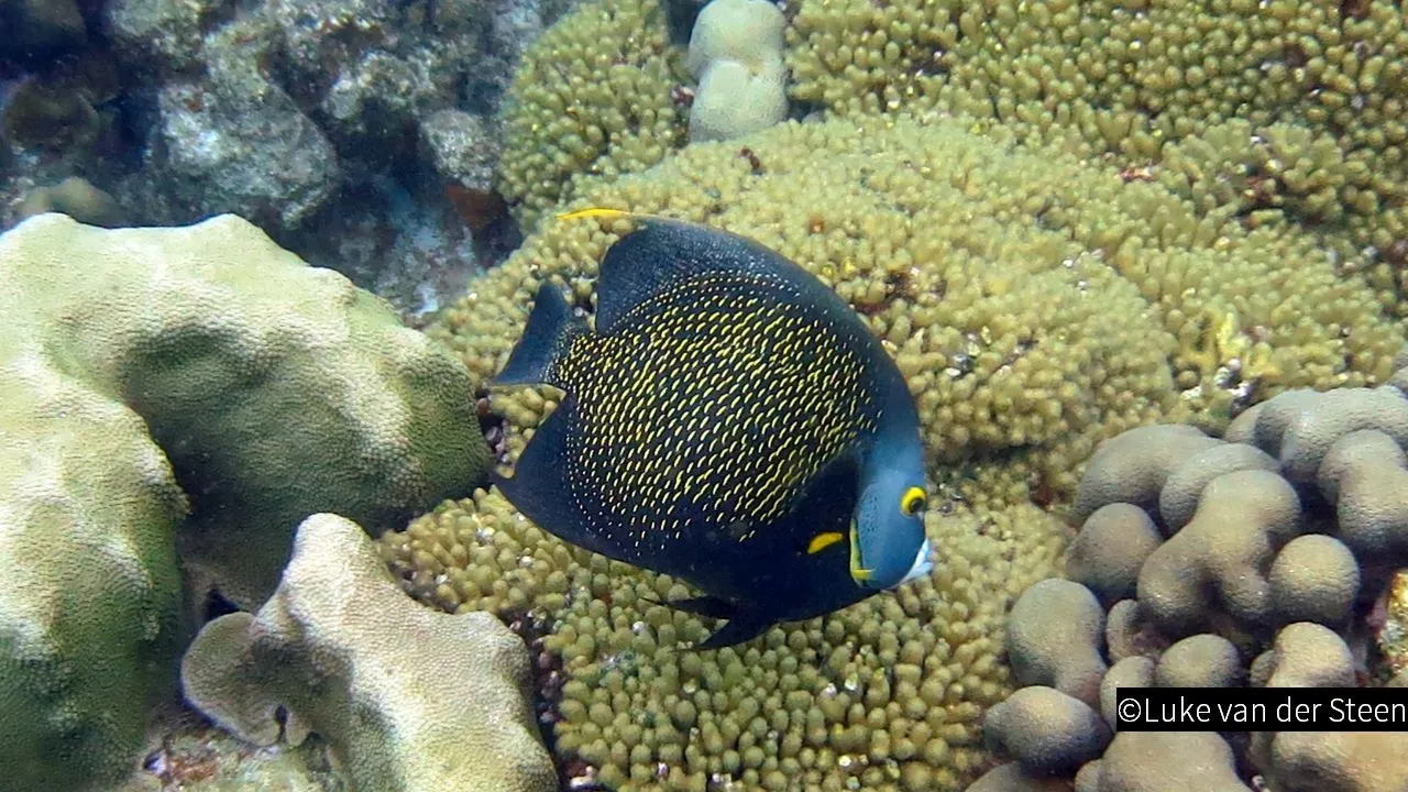 2019 04 25 duikvereninging angelfish op bonaire large 01