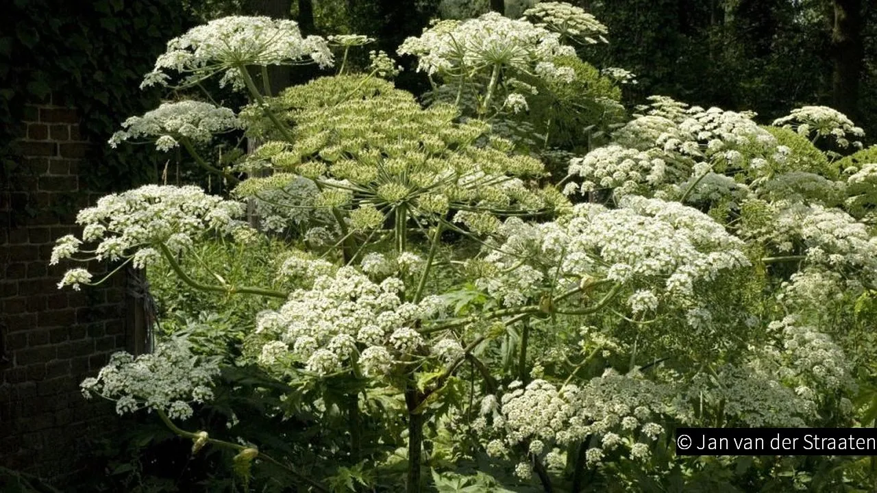 2019 05 03 reuzenbereklauw bron saxifraga foto jan van der straaten 003 01