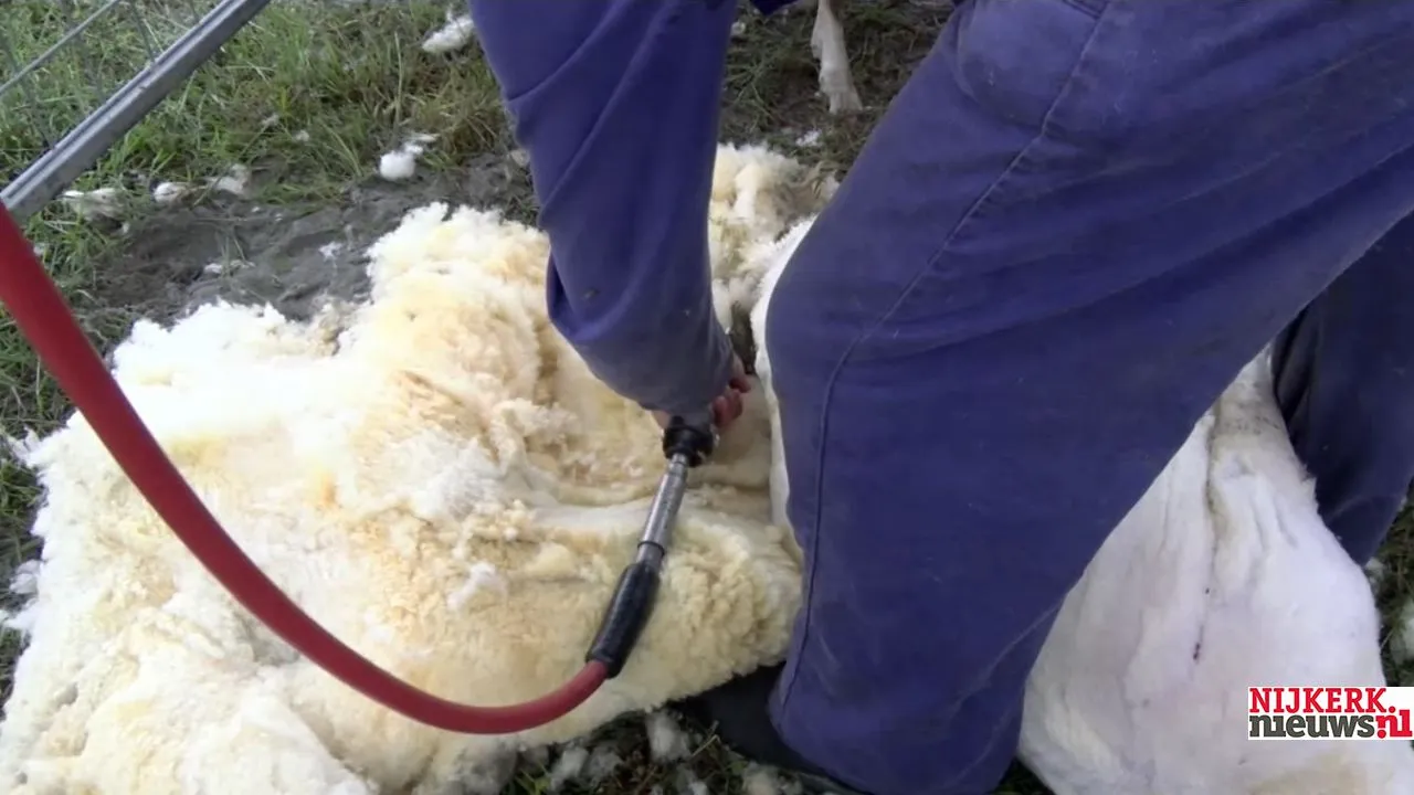 2019 06 27 schaap scheren 1