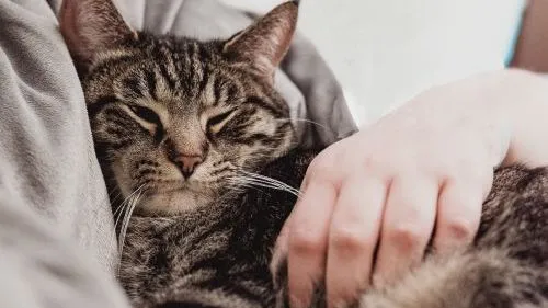 2019 07 09 poes bewerkt crop 5001