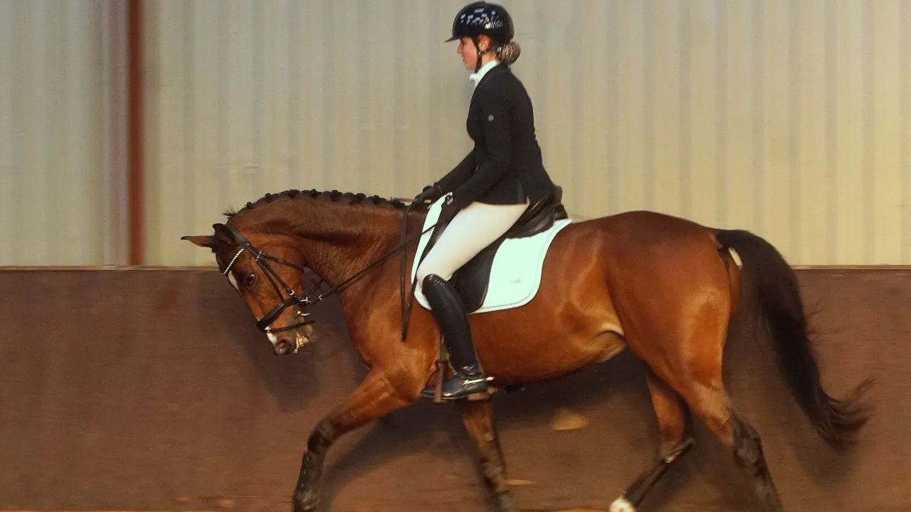 2019 12 19 aeres paarden 1