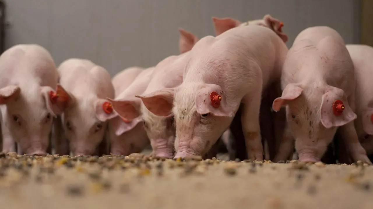 2020 03 09 varkens abzdiervoeding gezondere vezels speenvoeders jib9337