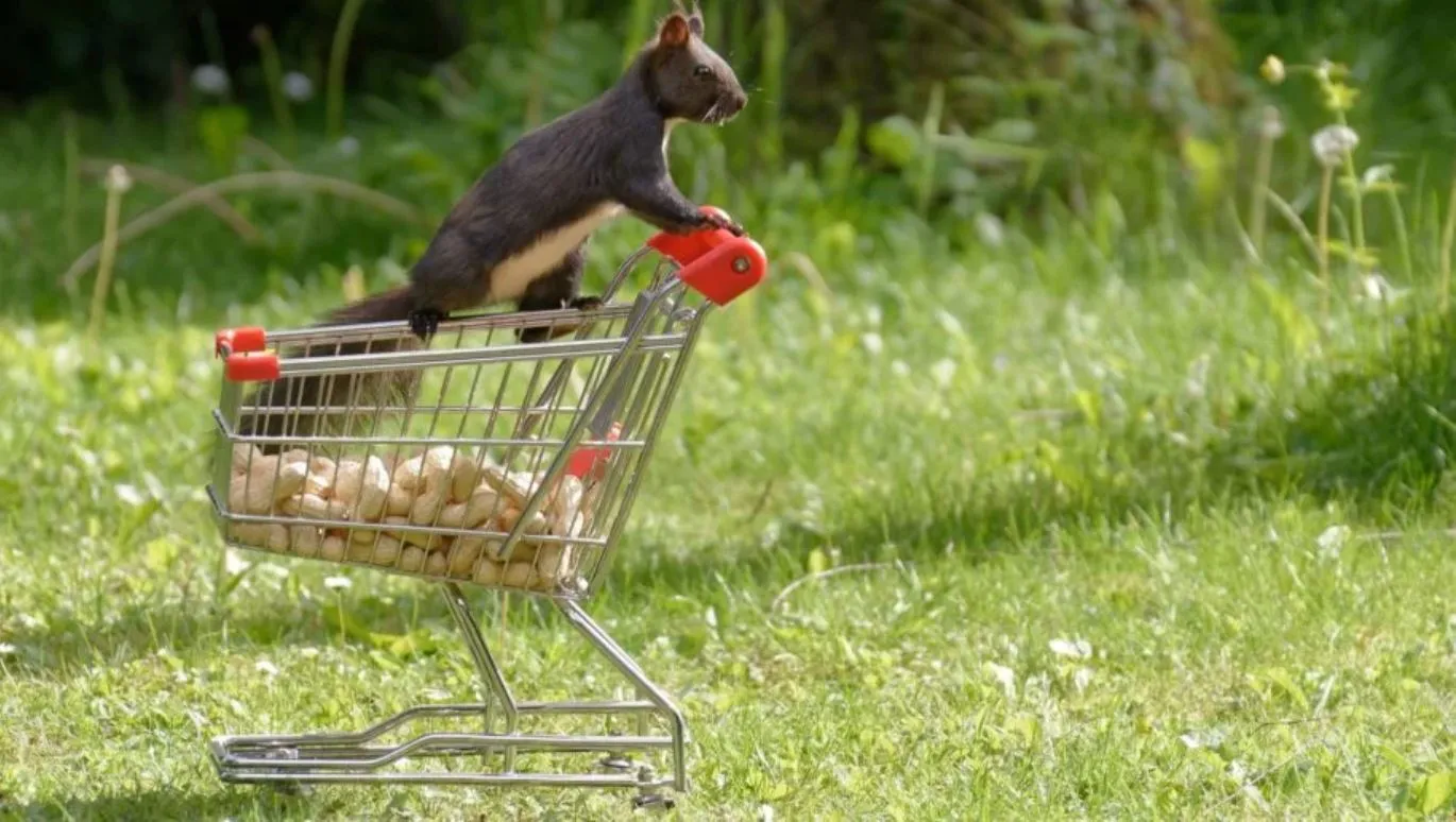 2020 03 13 hamsteren foto via pixabay cc0