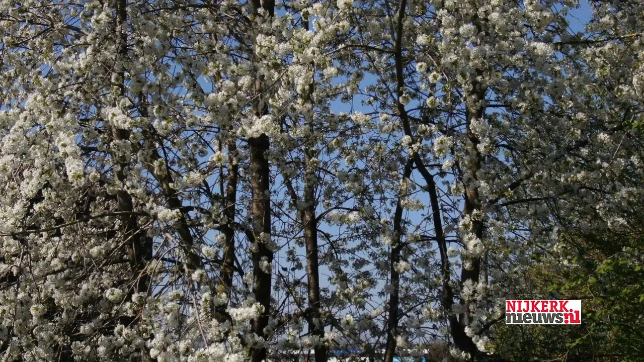 2020 04 09 boom in bloei