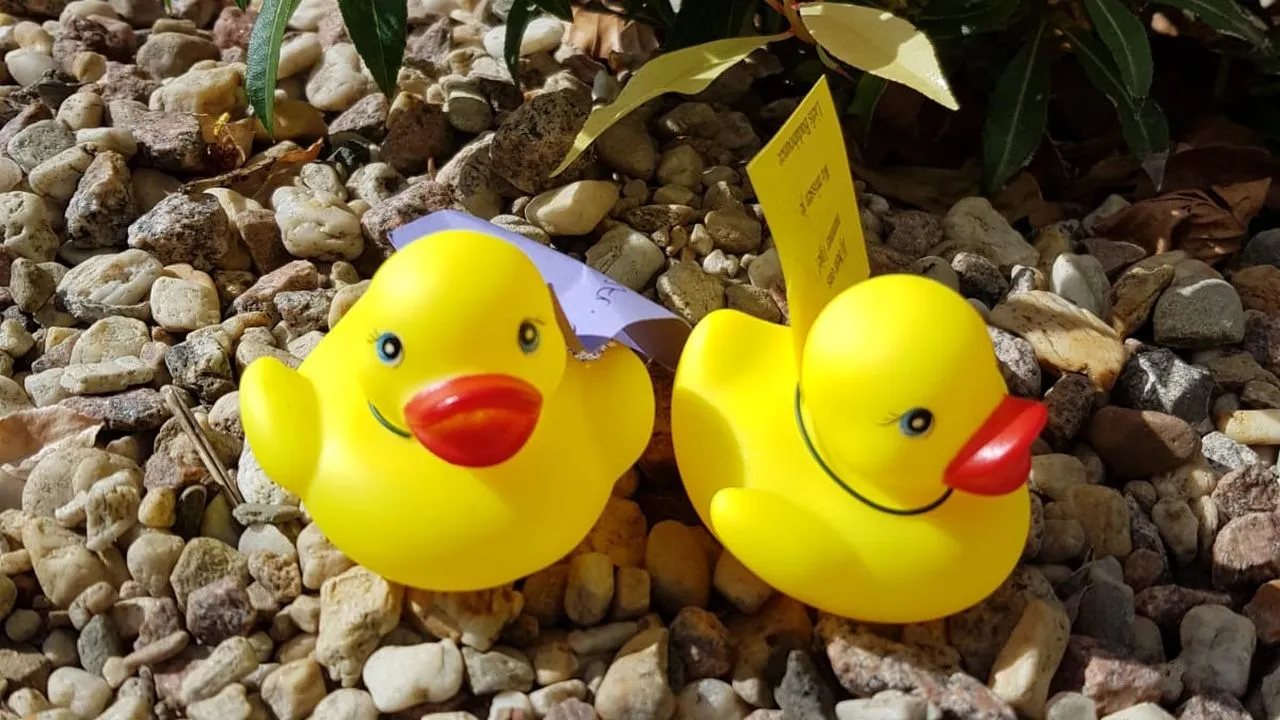 2020 04 18 badabounce badeend 1