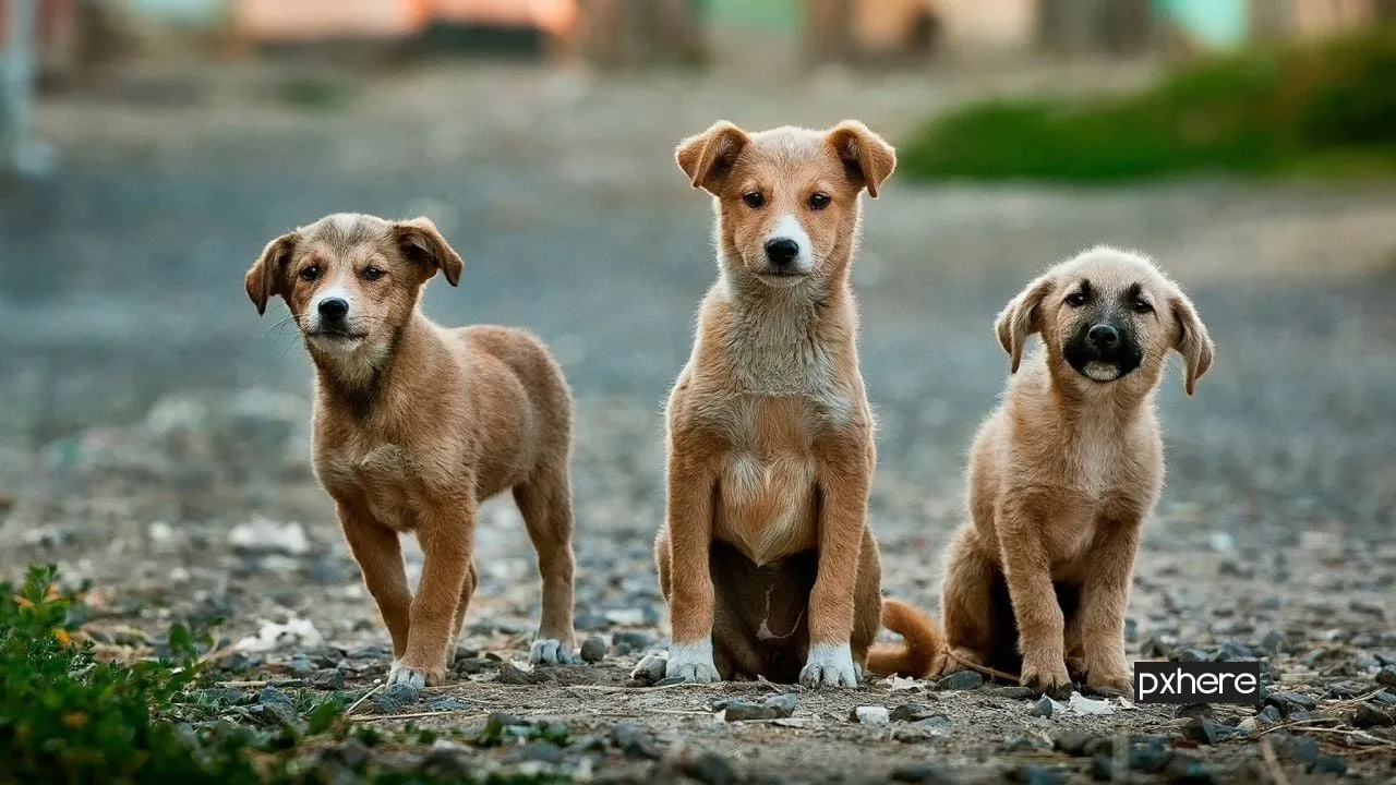 2020 04 18 honden puppy dog animal pet mammal vertebrate 20001 pxhere