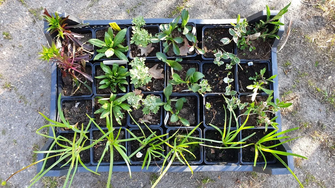 2020 04 26 plantjes plantjesmarkt