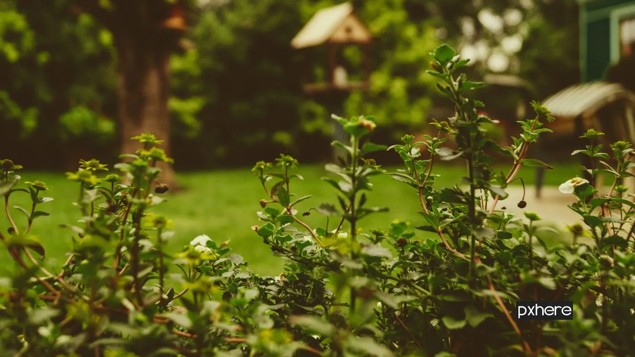 2020 05 03 tuin tree nature forest grass branch plant 113387 pxhere