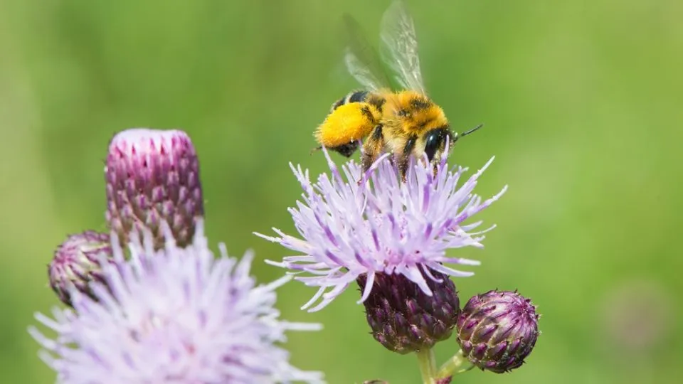 2020 06 02 pluimvoetbij peter eekelder 1