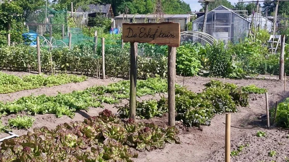 2020 06 25 eshoftuin