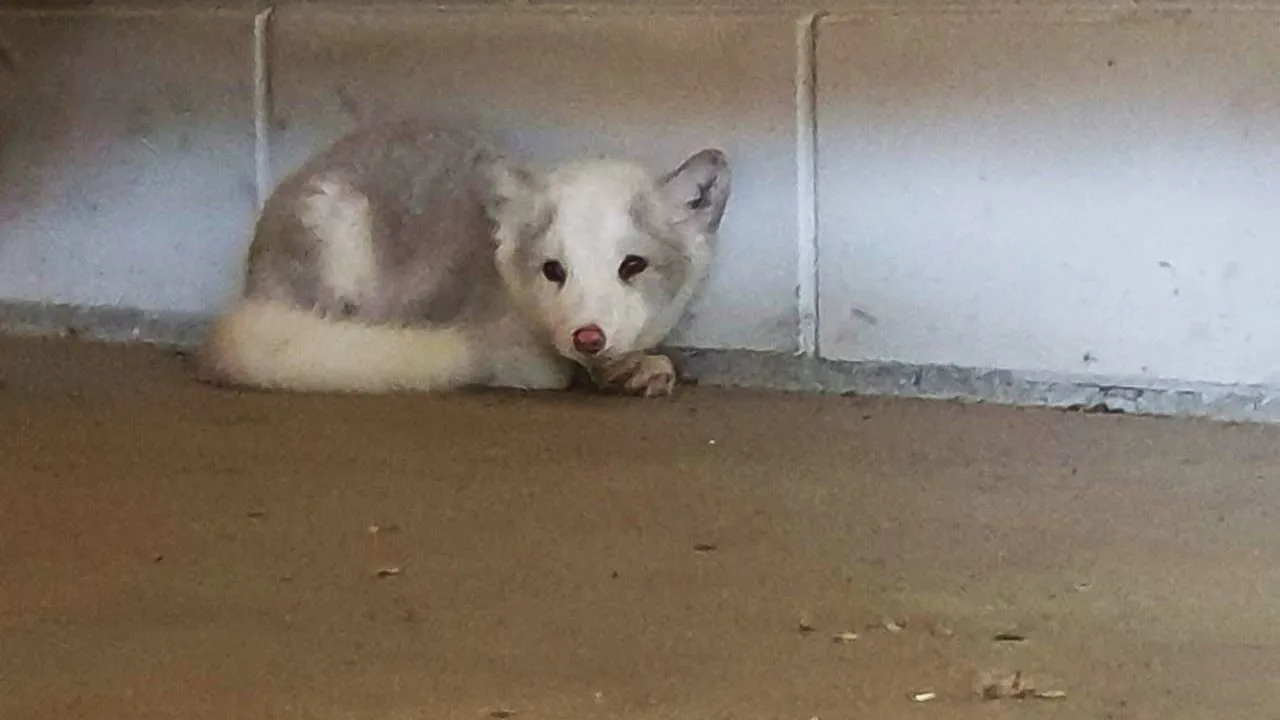 2020 07 08 vosje dierenambulance