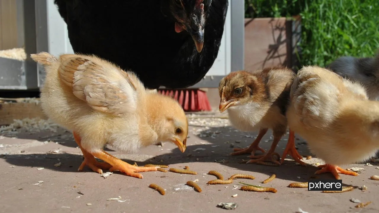 2020 07 10 meelwormen bird wildlife young chicken fauna duck 594031 pxhere
