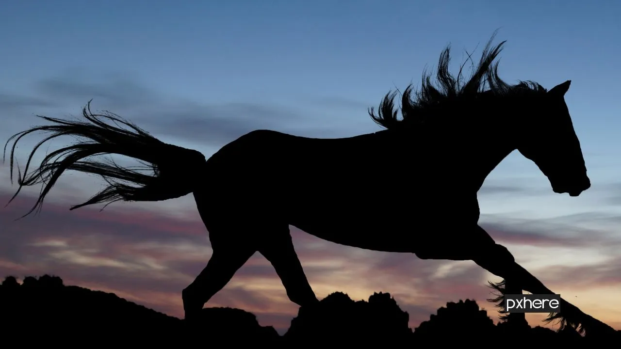 2020 09 20 paard silhouette sunset horse shadow stallion mane 752265 pxhere