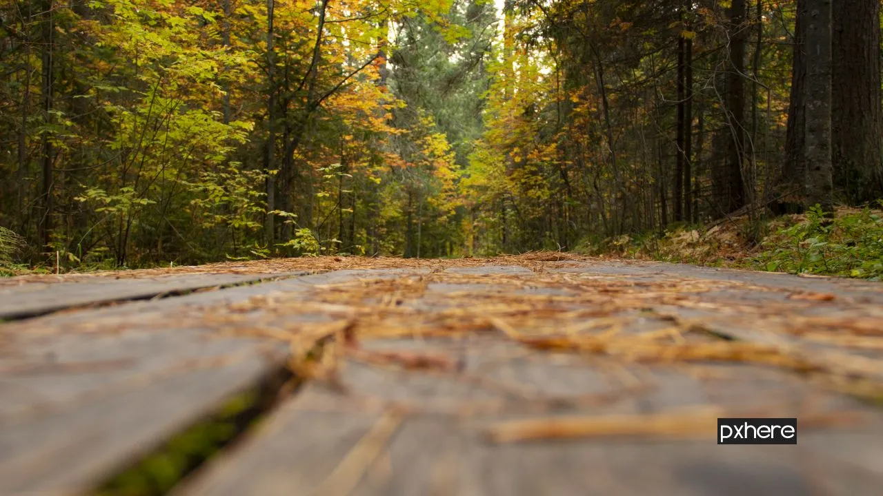 2020 10 19 herfst forest trail boards autumn trees nature 1626468 pxhere