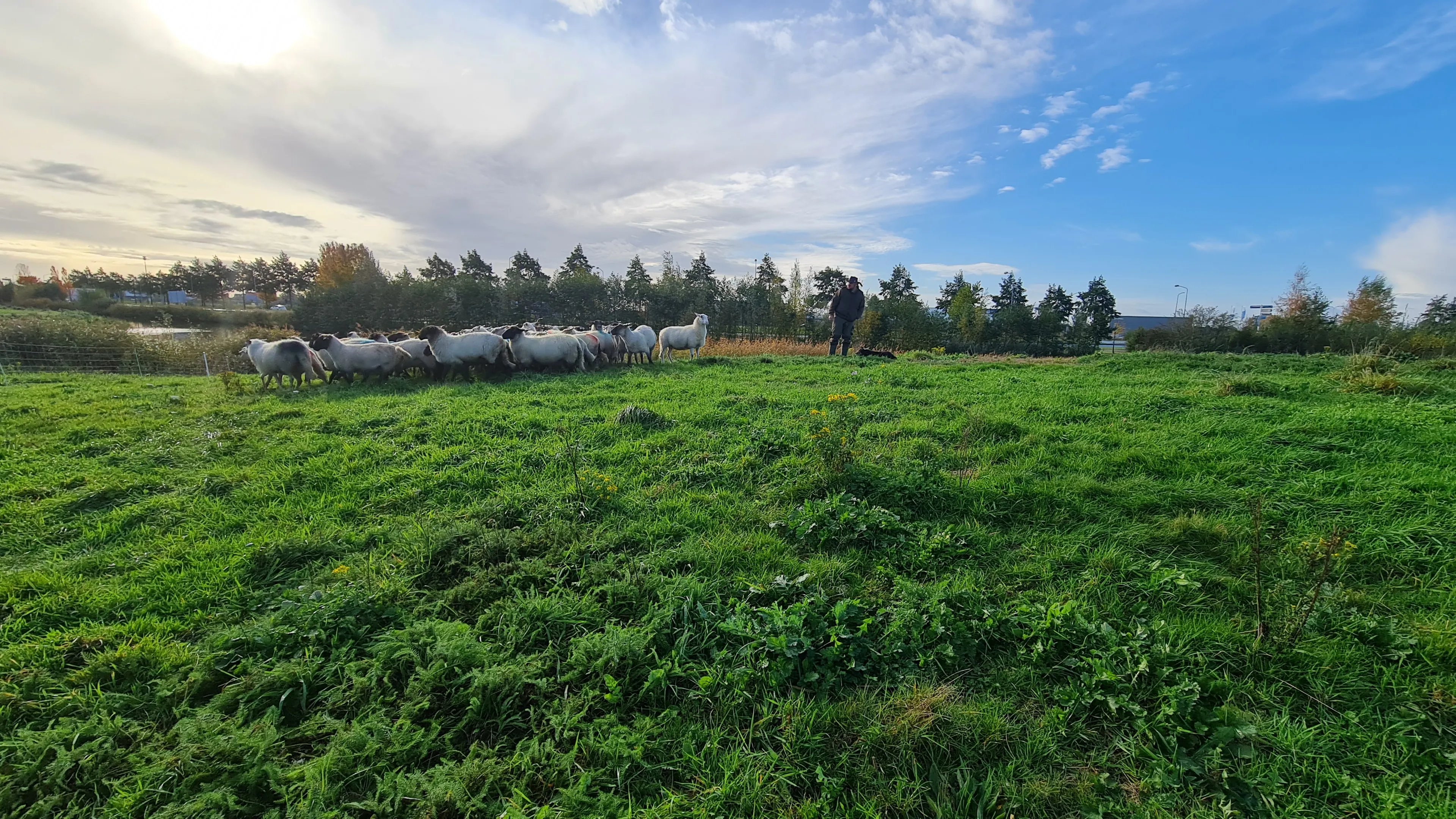 2020 10 28 schapen aboyaakoub 06