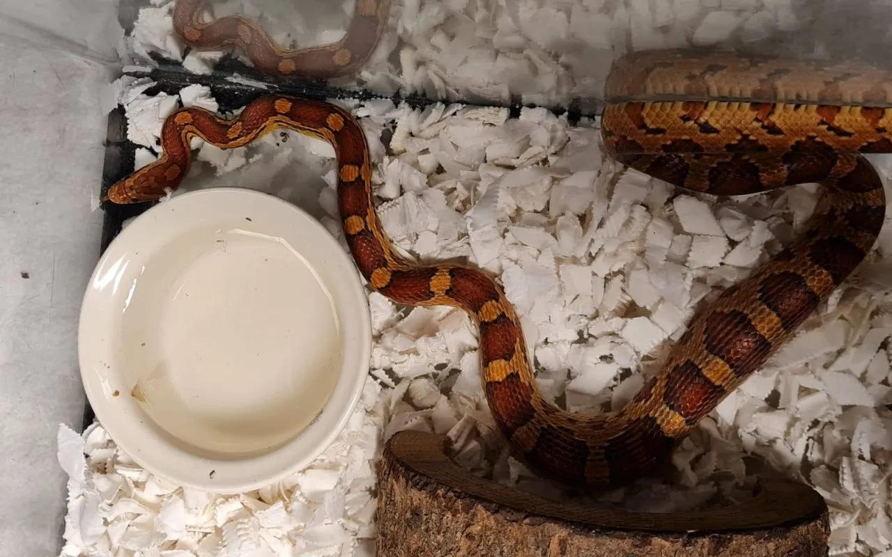 2020 11 03 dierenambulance