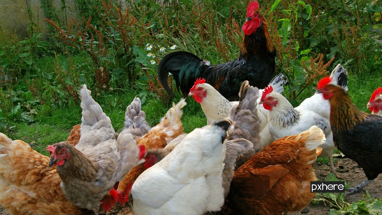 2020 11 17 kippen pluimvee bird farm village food chicken fowl 704974 pxhere