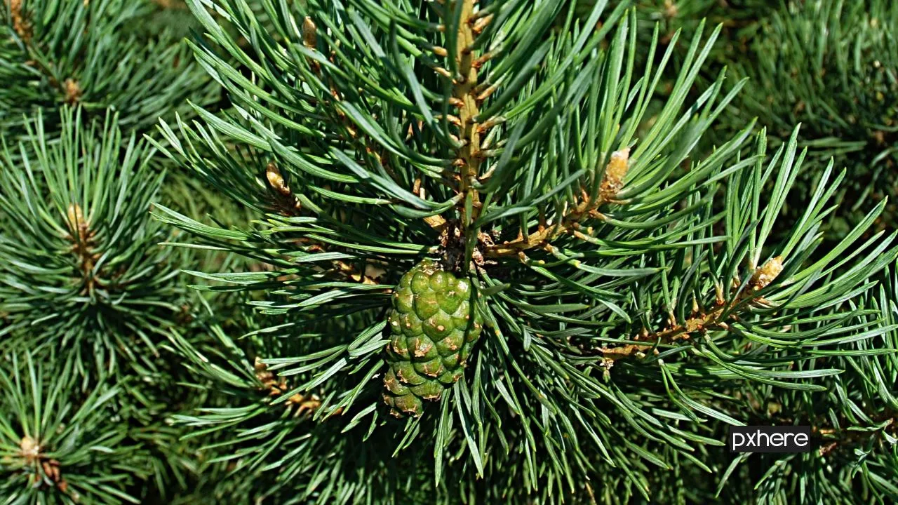2021 01 11 kerstboom tree nature forest branch light plant 765914 pxhere