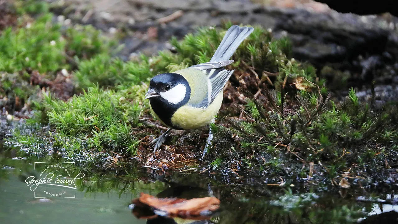 2021 01 23 natuurfoto koolmees 54