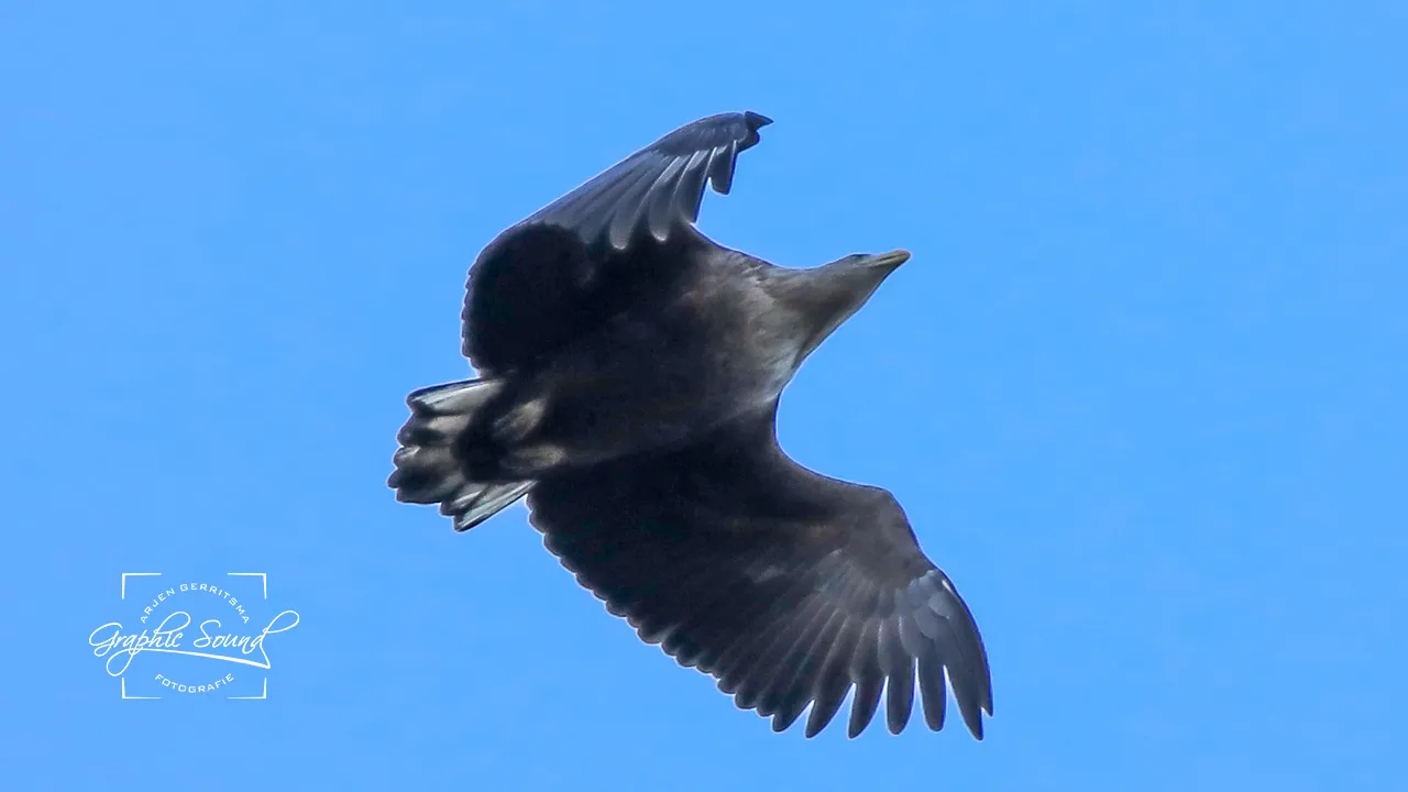 2021 01 23 natuurfoto zeearend 105
