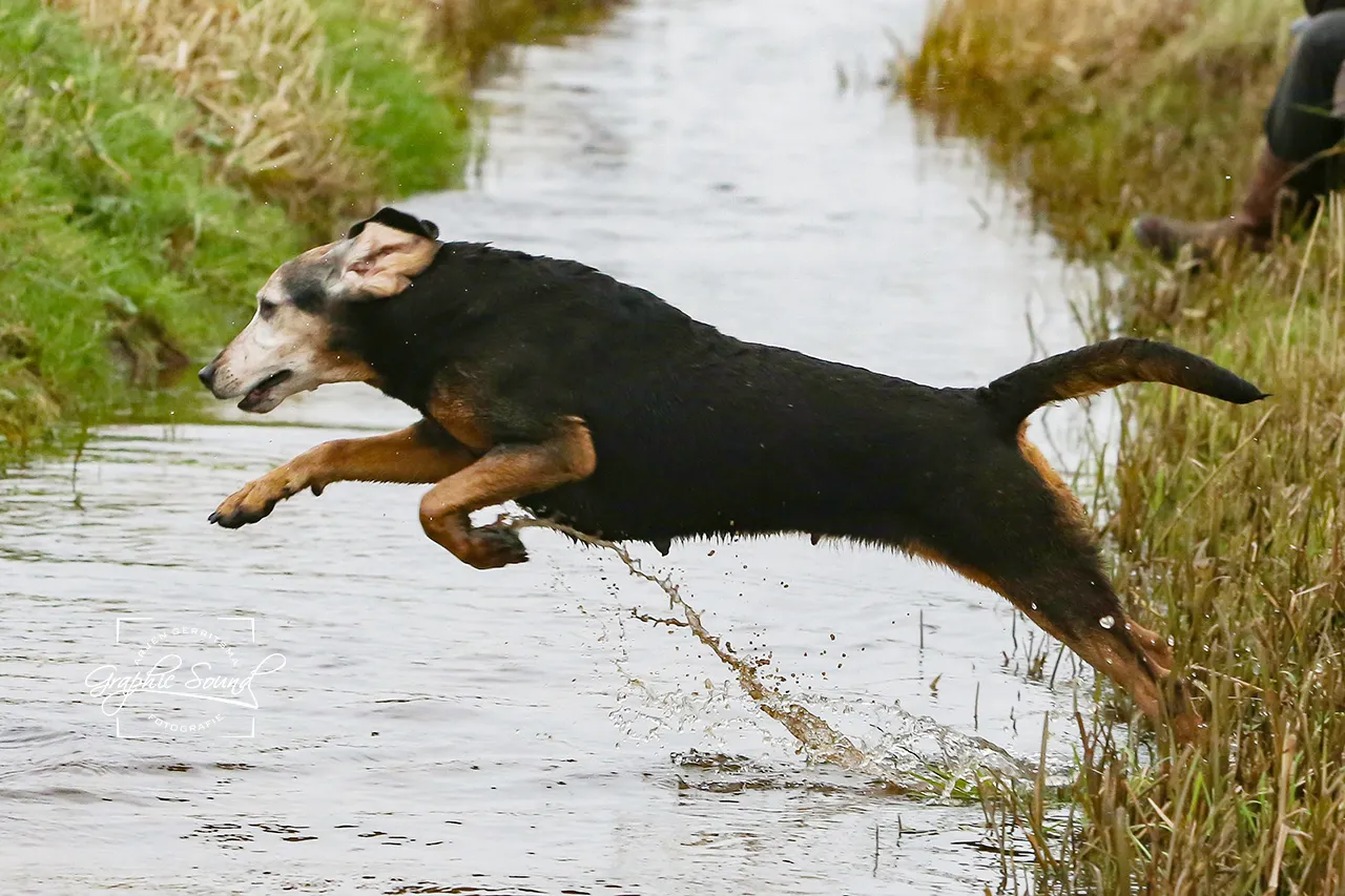 2021 01 27 jachthond arjen