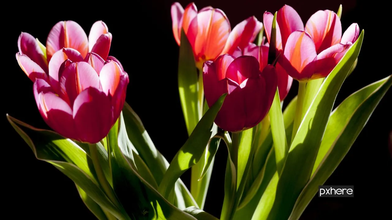 2021 02 15 tulpen plant flower petal tulip green flora 990043 pxhere