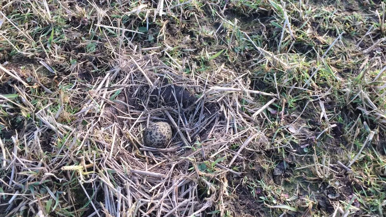 2021 03 08 nestje met 1kievitsei