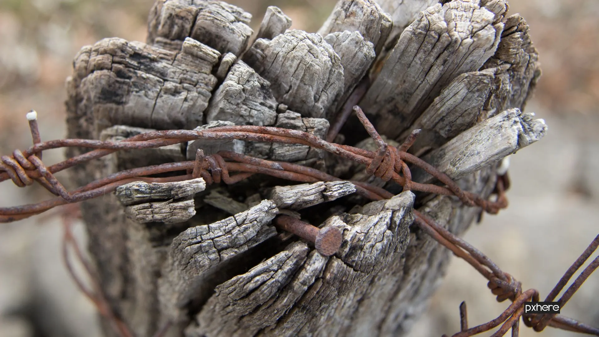 2021 05 31 ondermijning driftwood tree nature branch barbed wire wood 1027278 pxhere