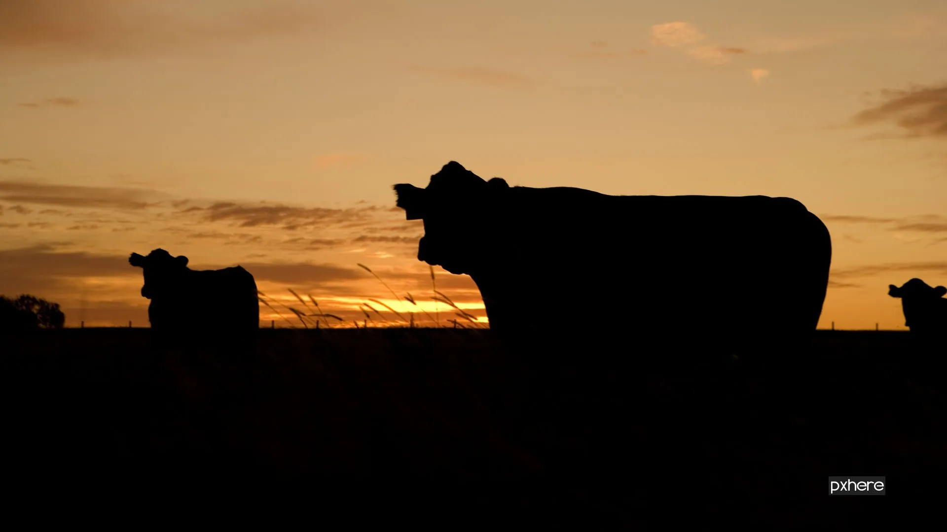 2021 06 15 koeien boerderij landscape horizon silhouette cloud sky sunrise 905408 pxhere