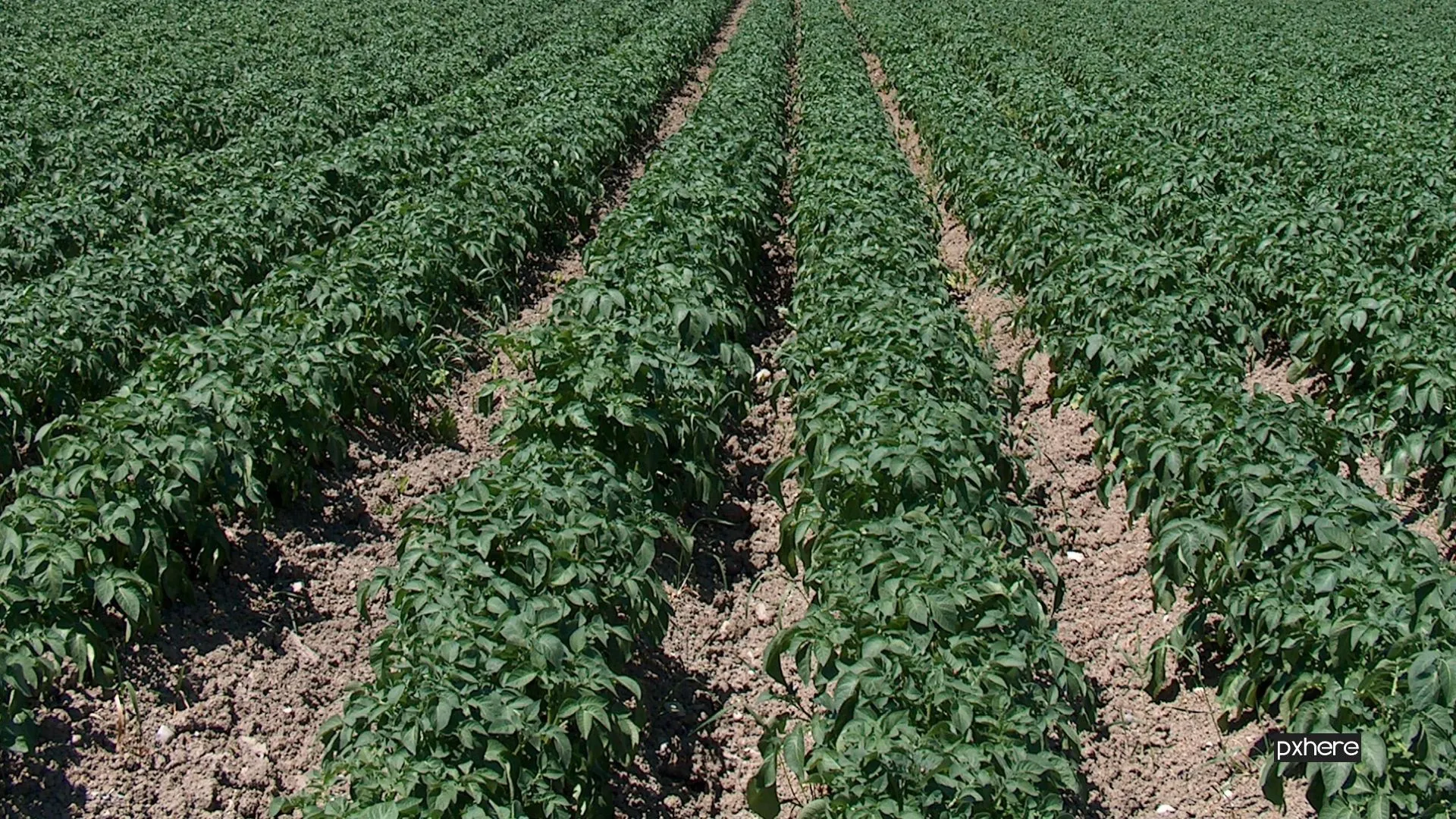 2021 07 03 aardappelen field farm flower crop soil agriculture 1090490 pxhere