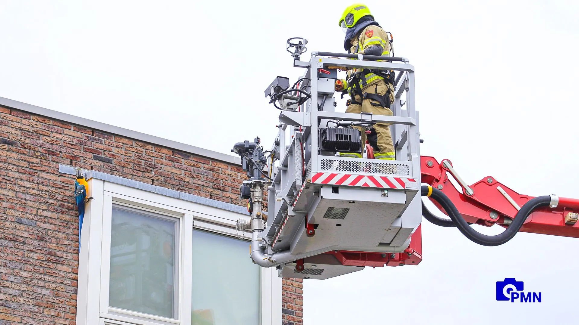 2021 08 03 papegaai 1