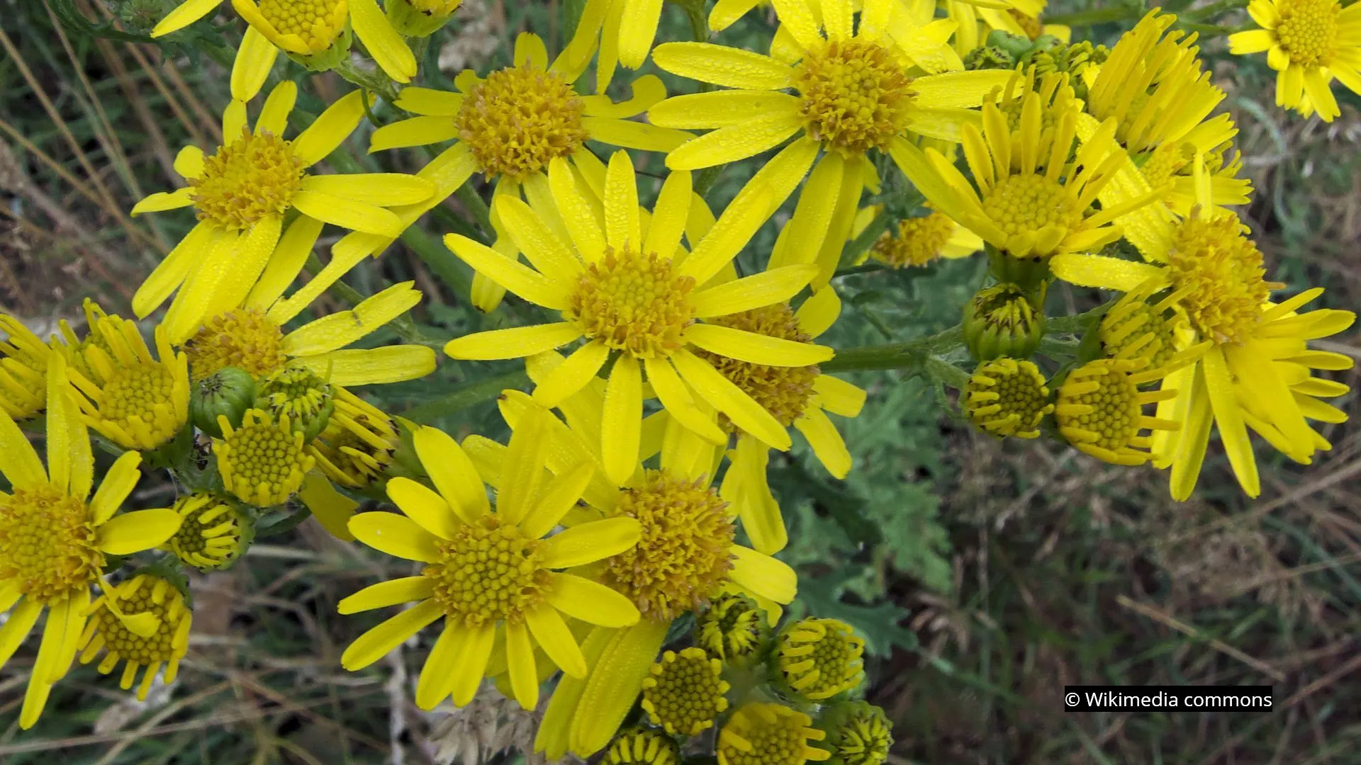 2021 10 01 jakobskruid