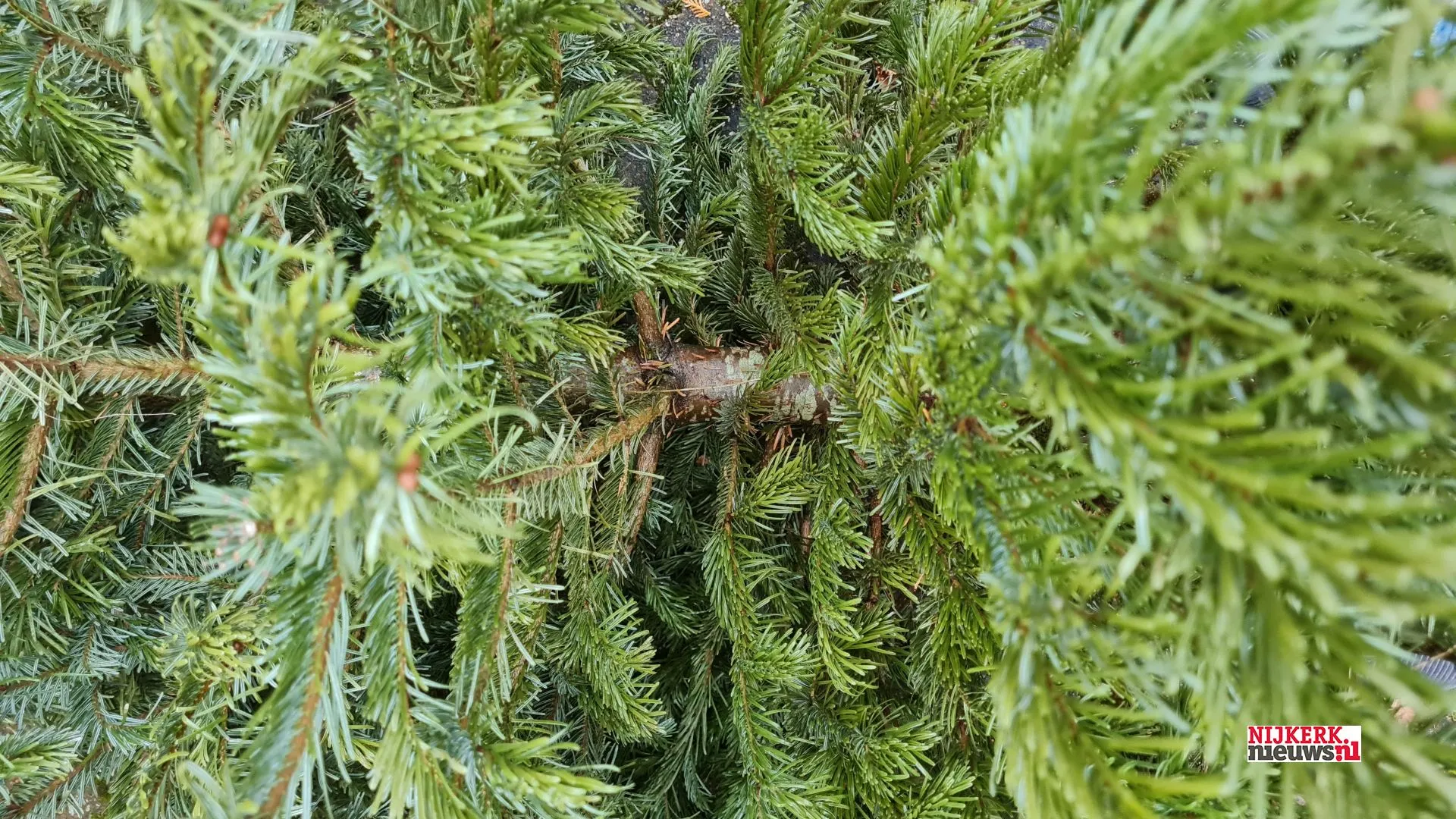 2022 01 04 kerstboom