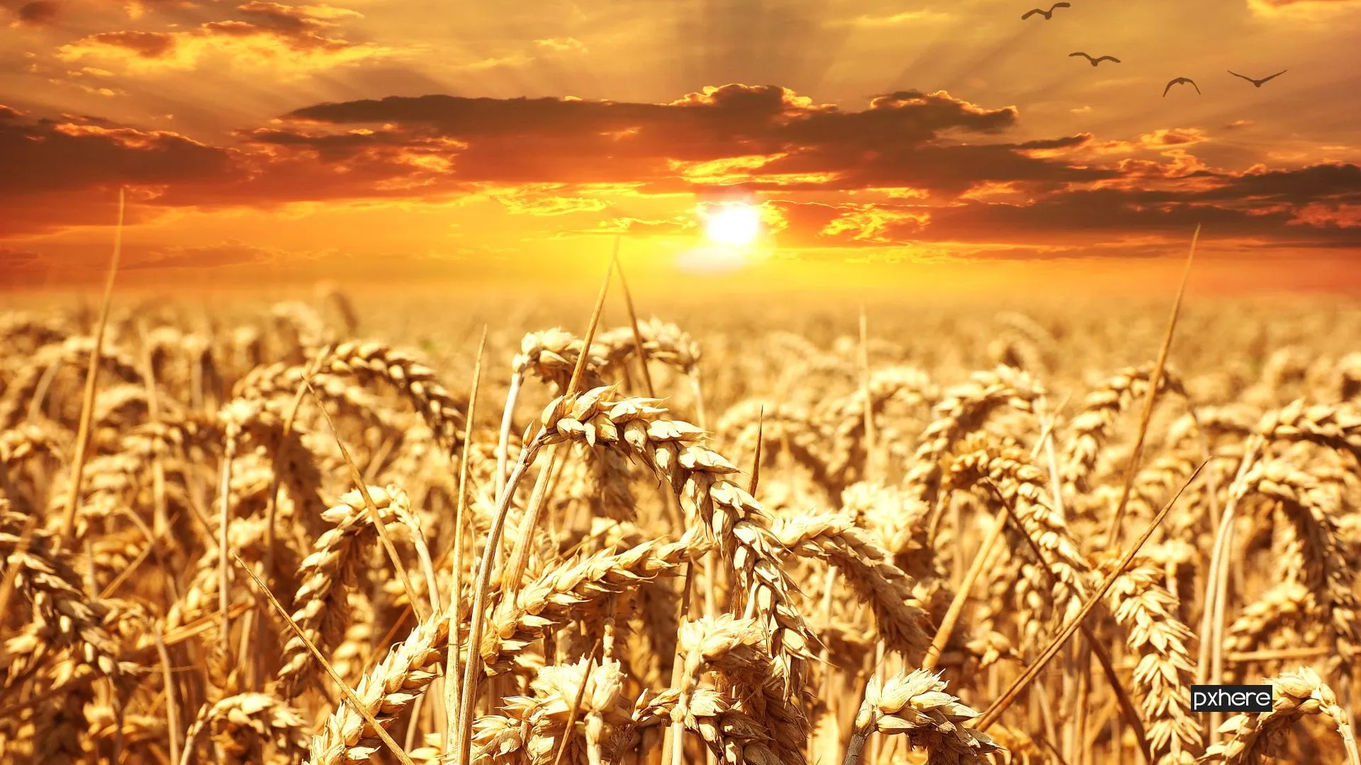 2022 03 25 graan plant sunset field wheat grain prairie 1234215 pxhere