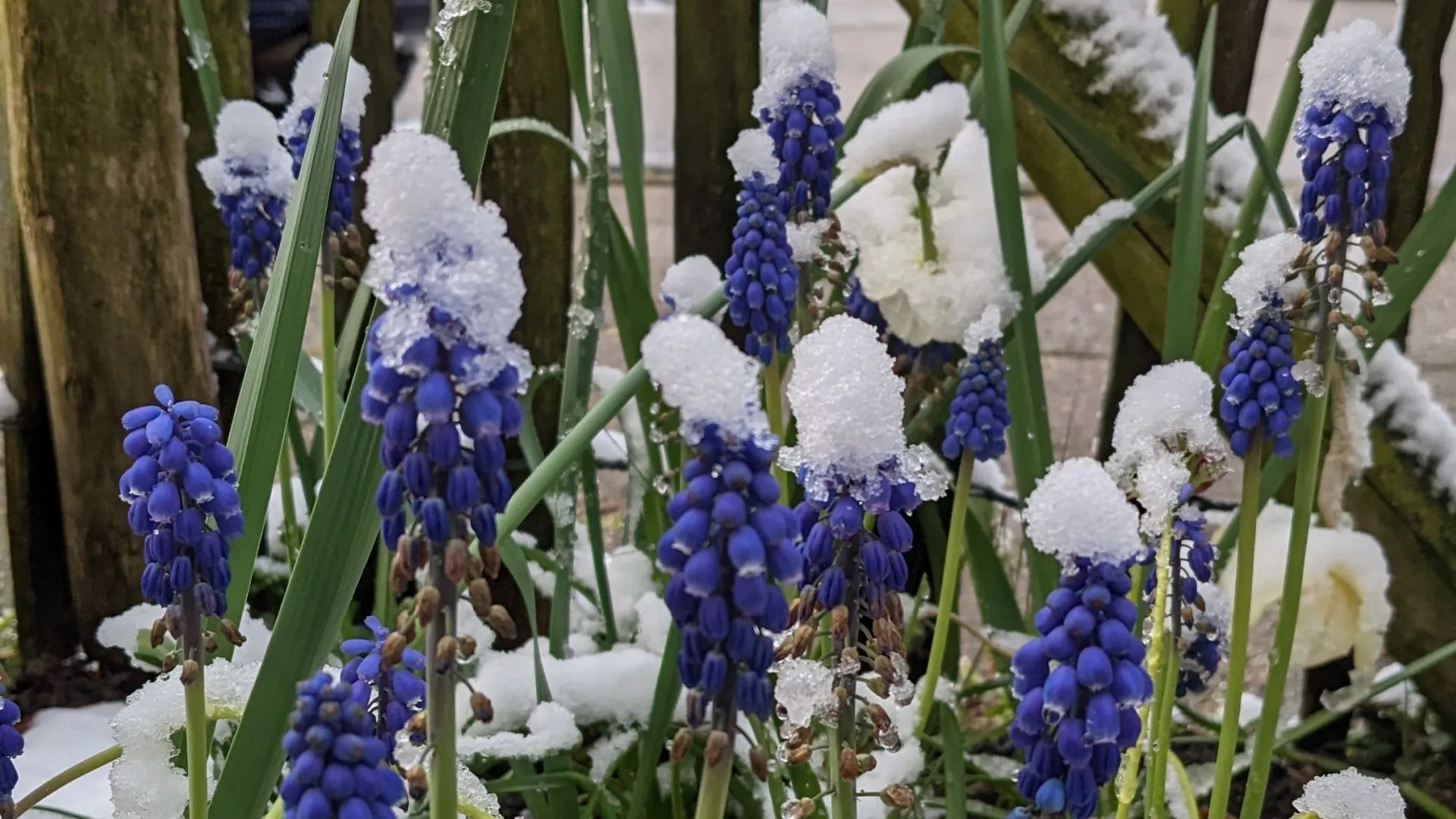 2022 04 01 sneeuw 5