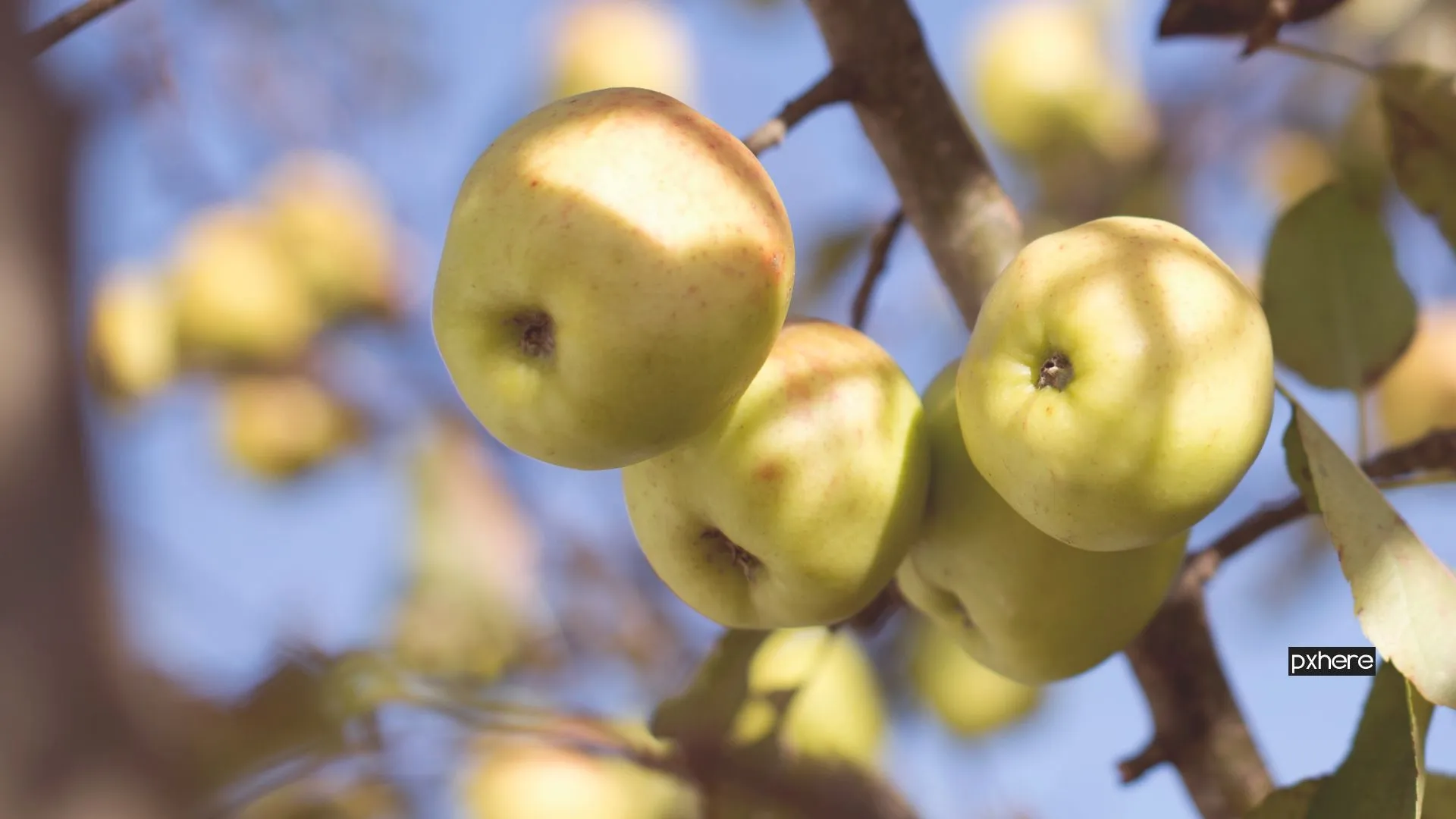 2022 09 15 appels apple tree branch blossom plant fruit 99953 pxhere