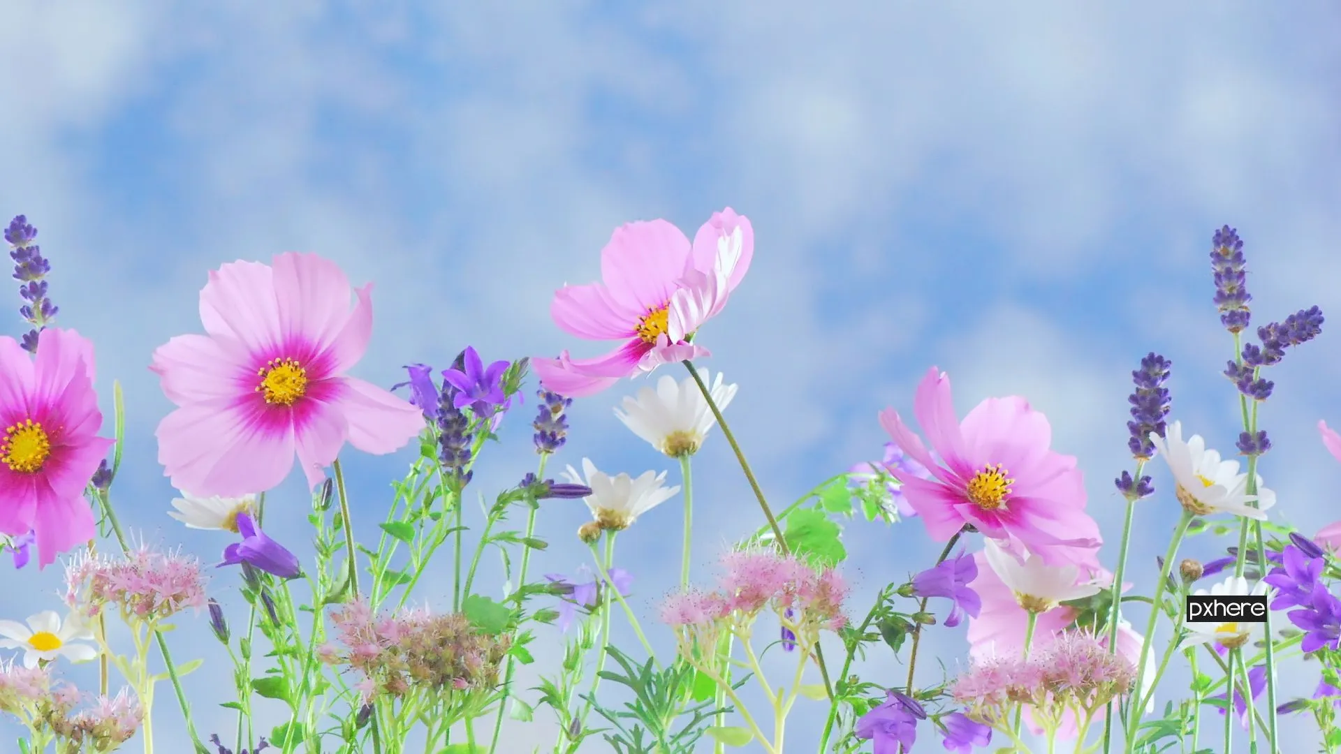 2022 09 15 voorjaar nature grass blossom plant sky white 1086760 pxhere