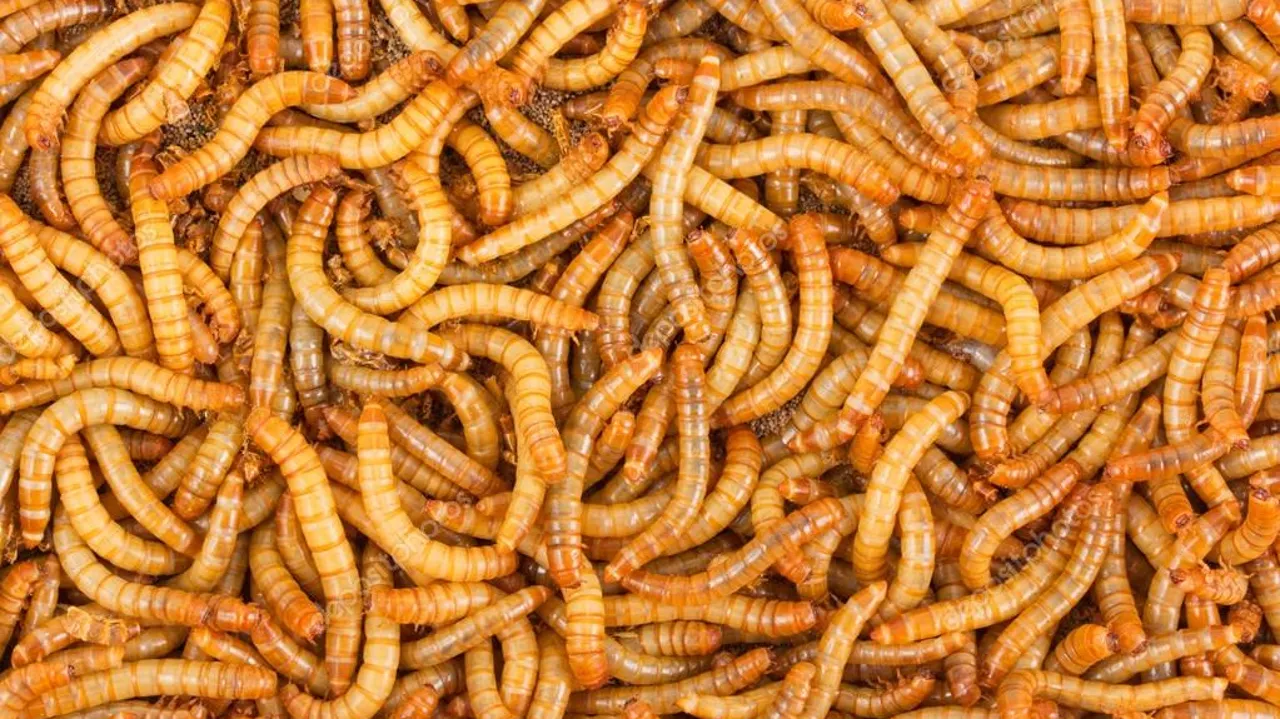 2022 09 27 depositphotos 67607283 stock photo background of mealworms