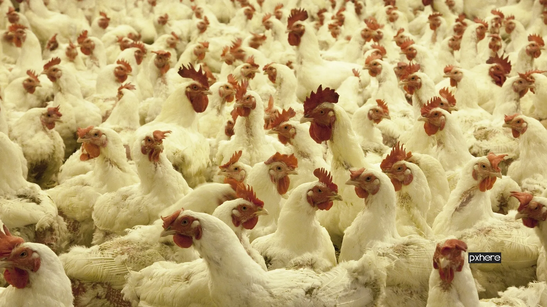 2022 11 30 pluimvee nature bird white rural farming beak 564042 pxherecom