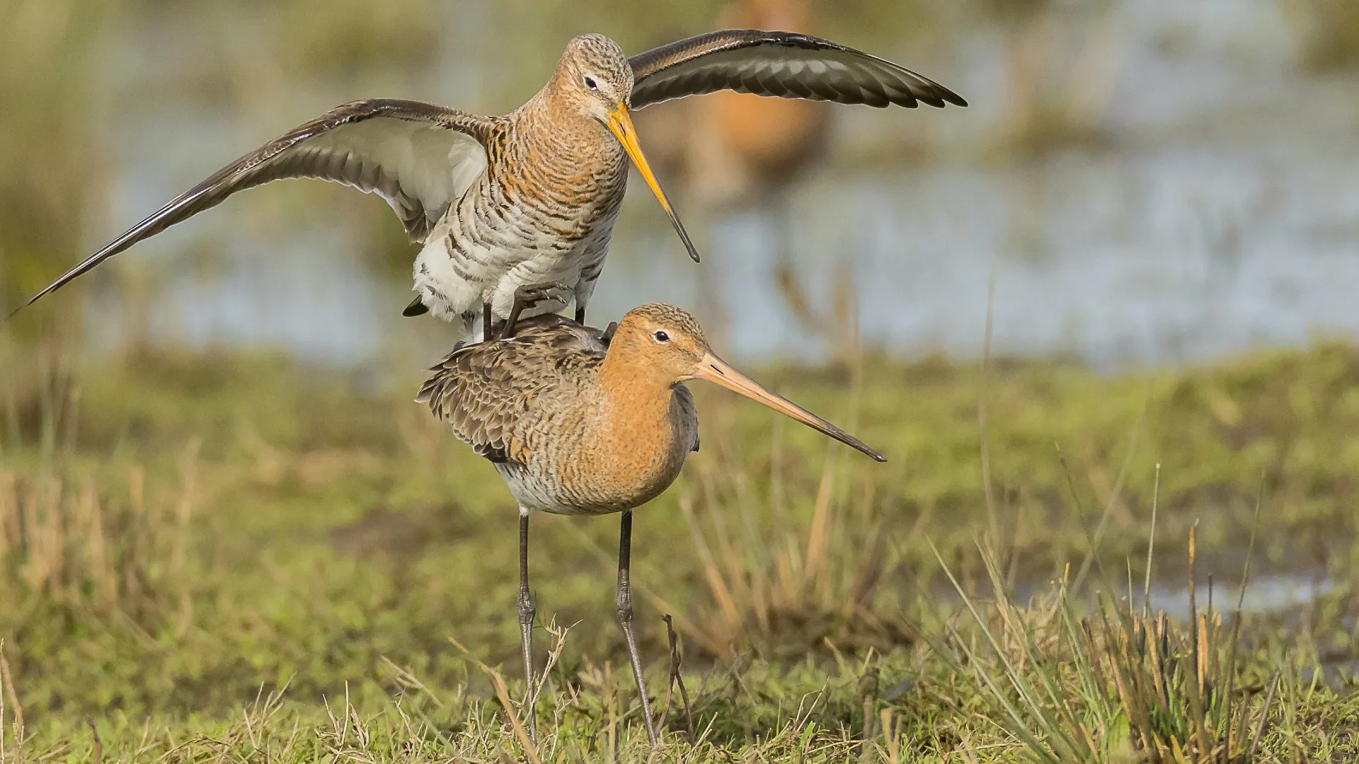 2023 03 31 parende gruttos tjitte vd velde1