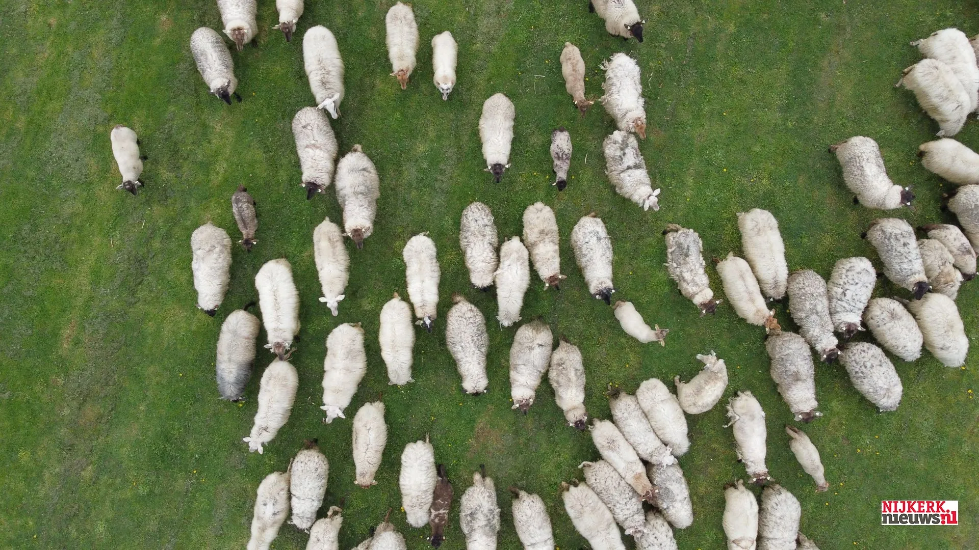 2023 04 12 schapen ely 1