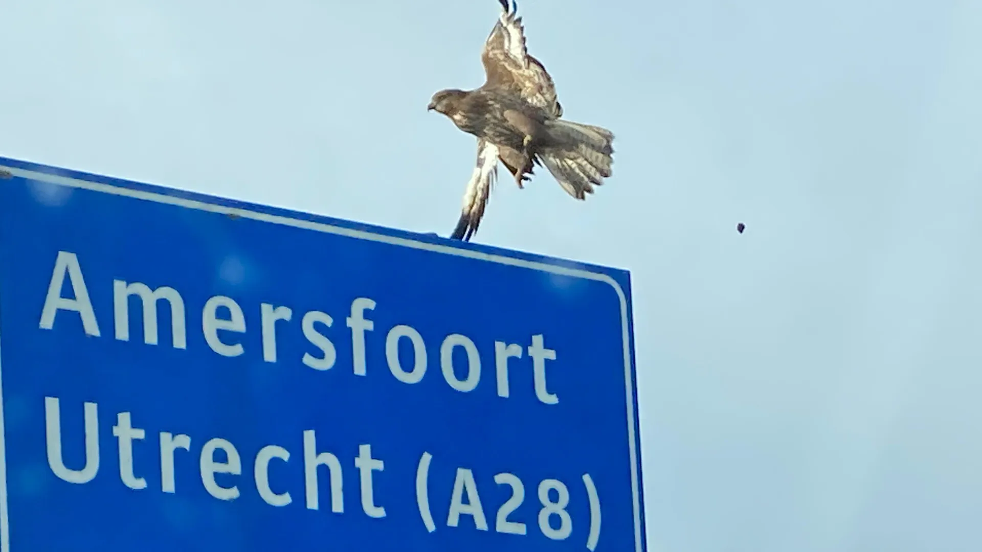 2023 12 03 wespendief 1