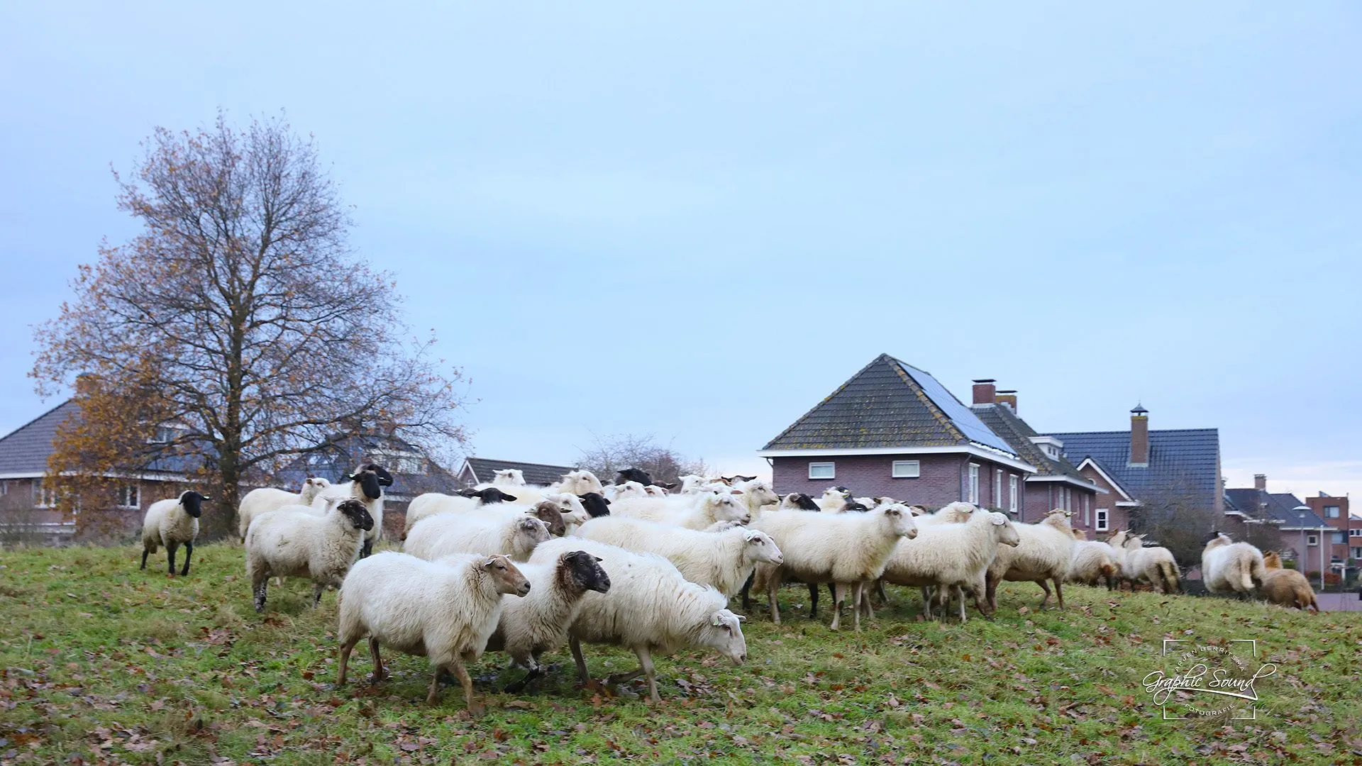 2023 12 04 schapen uitzwaaien 07