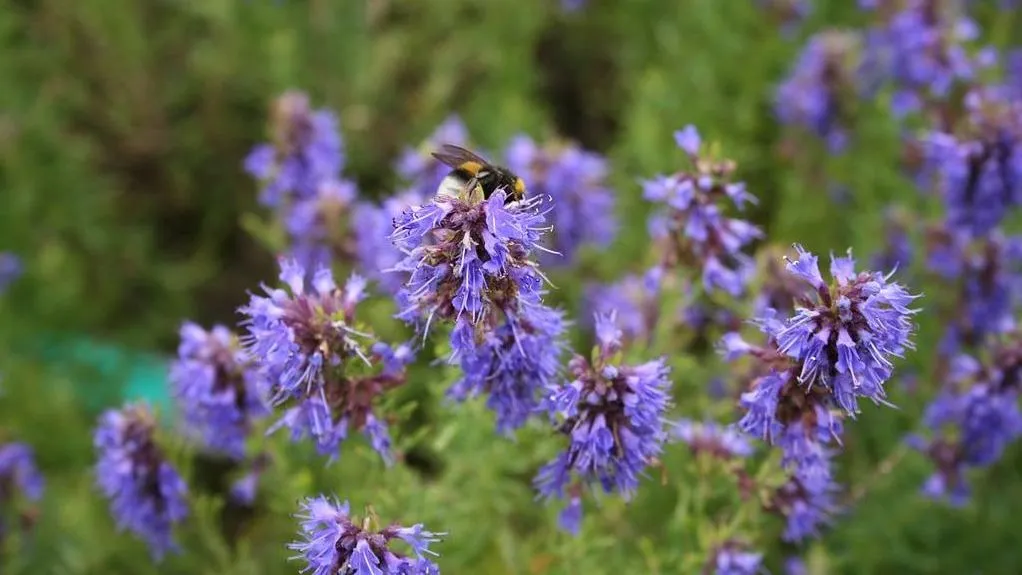 a5pnakjqxfhpl2u7abddiwtu1 2013 08 22 kruidentuin