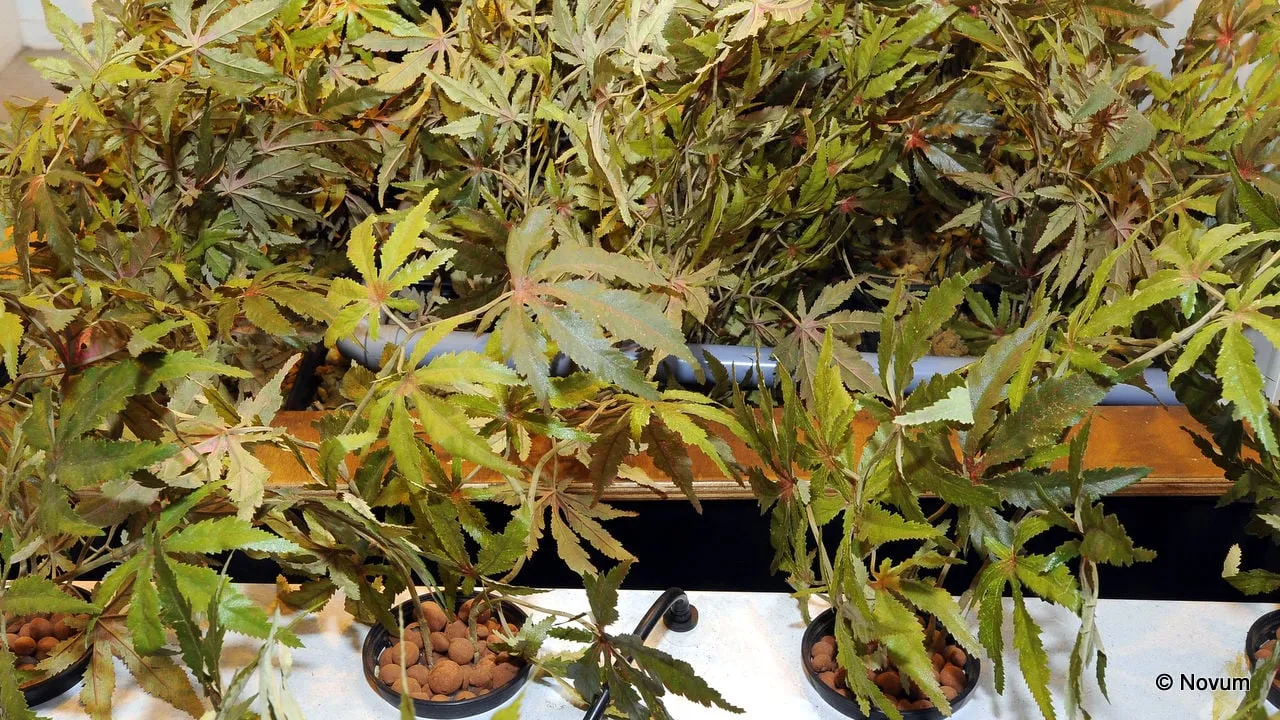 c9697rbrvzi4jd5a25lqzttf5 hennep