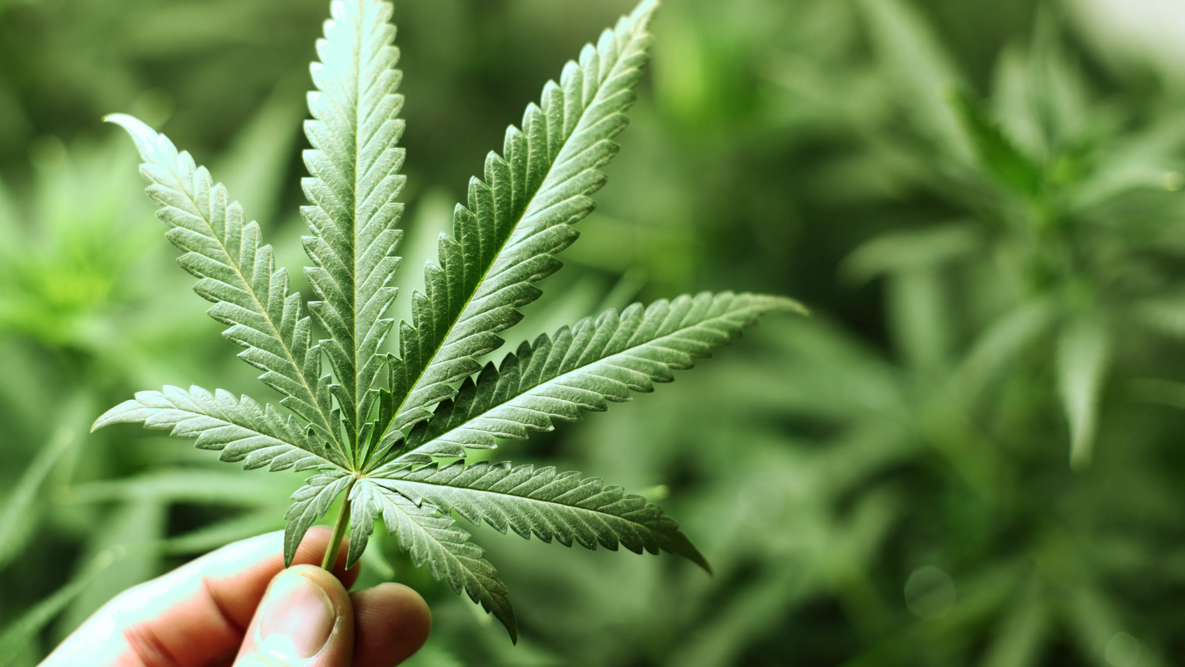 d35s9jc5y5kbijqgh088k1gbn marijuana leaf