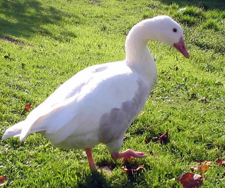 h2etusrmtb8z2u9lr6dcghnyw 2013 06 017kleine gans