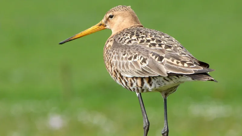 hzuc0fsi4rh0d5o67xjemu5zc vogelconcert2