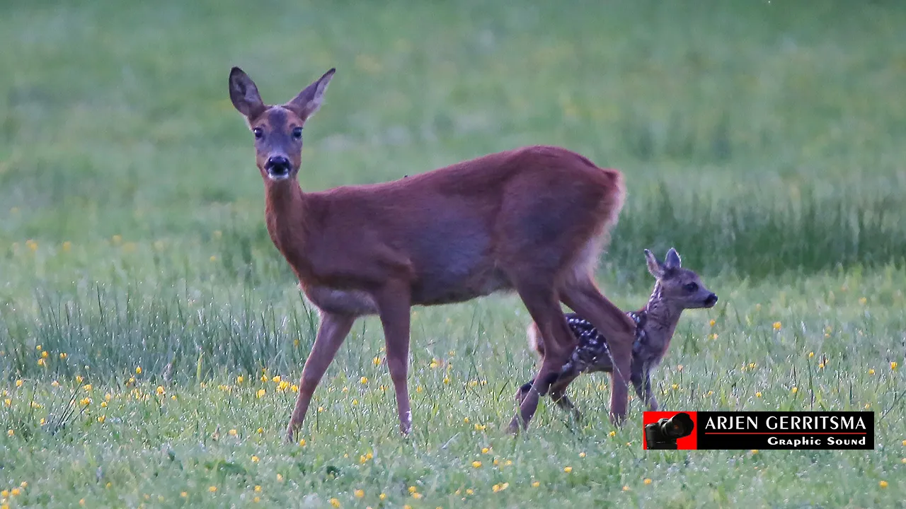 j587vucwf63horol2zyo38751 ree